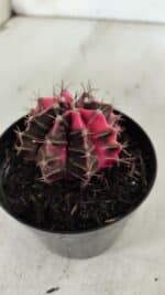 GYMNOCALYCIUM Mihanovichii Variegata Nº 522 – vaso 09 - Imagem 7