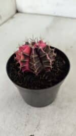GYMNOCALYCIUM Mihanovichii Variegata Nº 522 – vaso 09 - Imagem 6