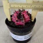 GYMNOCALYCIUM Mihanovichii Variegata Nº 522 – vaso 09