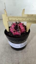 GYMNOCALYCIUM Mihanovichii Variegata Nº 522 – vaso 09