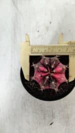 GYMNOCALYCIUM Mihanovichii Variegata Nº 522 – vaso 09 - Imagem 5