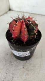GYMNOCALYCIUM Mihanovichii Variegata Nº 523 – vaso 09 - Imagem 9