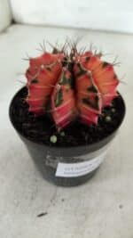 GYMNOCALYCIUM Mihanovichii Variegata Nº 523 – vaso 09 - Imagem 8