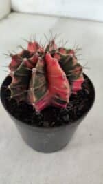 GYMNOCALYCIUM Mihanovichii Variegata Nº 523 – vaso 09 - Imagem 6