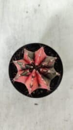 GYMNOCALYCIUM Mihanovichii Variegata Nº 523 – vaso 09 - Imagem 5