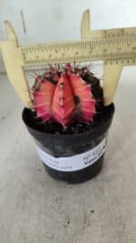 GYMNOCALYCIUM Mihanovichii Variegata Nº 523 – vaso 09 - Imagem 4