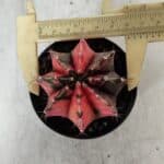 GYMNOCALYCIUM Mihanovichii Variegata Nº 523 – vaso 09