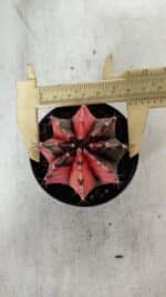 GYMNOCALYCIUM Mihanovichii Variegata Nº 523 – vaso 09