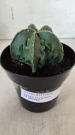 ASTROPHYTUM MYRIOSTIGMA cv FUKURYU Nudum  Nº 600 – vaso 15 - Imagem 2