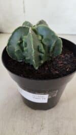 ASTROPHYTUM MYRIOSTIGMA cv FUKURYU Nudum  Nº 600 – vaso 15 - Imagem 8