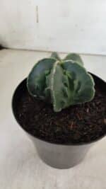 ASTROPHYTUM MYRIOSTIGMA cv FUKURYU Nudum  Nº 600 – vaso 15 - Imagem 7