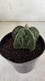 ASTROPHYTUM MYRIOSTIGMA cv FUKURYU Nudum  Nº 600 – vaso 15 - Imagem 6