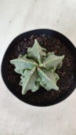 ASTROPHYTUM MYRIOSTIGMA cv FUKURYU Nudum  Nº 600 – vaso 15 - Imagem 3