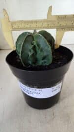 ASTROPHYTUM MYRIOSTIGMA cv FUKURYU Nudum  Nº 600 – vaso 15 - Imagem 4