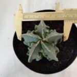 ASTROPHYTUM MYRIOSTIGMA cv FUKURYU Nudum  Nº 600 – vaso 15