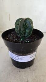 ASTROPHYTUM MYRIOSTIGMA cv FUKURYU Nudum  Nº 601 – vaso 15 - Imagem 2