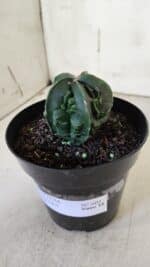 ASTROPHYTUM MYRIOSTIGMA cv FUKURYU Nudum  Nº 601 – vaso 15 - Imagem 10