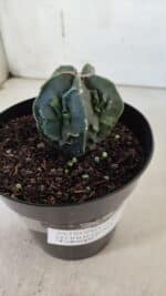 ASTROPHYTUM MYRIOSTIGMA cv FUKURYU Nudum  Nº 601 – vaso 15 - Imagem 9