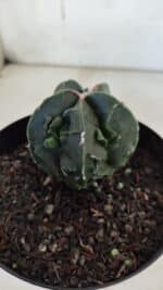 ASTROPHYTUM MYRIOSTIGMA cv FUKURYU Nudum  Nº 601 – vaso 15 - Imagem 8