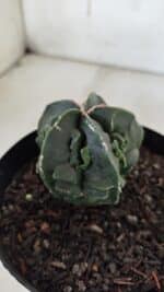 ASTROPHYTUM MYRIOSTIGMA cv FUKURYU Nudum  Nº 601 – vaso 15 - Imagem 7