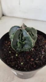 ASTROPHYTUM MYRIOSTIGMA cv FUKURYU Nudum  Nº 601 – vaso 15 - Imagem 6