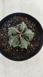 ASTROPHYTUM MYRIOSTIGMA cv FUKURYU Nudum  Nº 601 – vaso 15 - Imagem 3