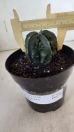 ASTROPHYTUM MYRIOSTIGMA cv FUKURYU Nudum  Nº 601 – vaso 15 - Imagem 4
