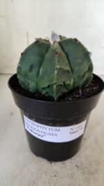 ASTROPHYTUM MYRIOSTIGMA cv FUKURYU Nudum  Nº 602 – vaso 15 - Imagem 2