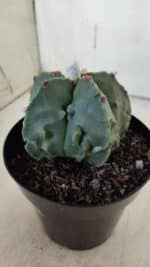 ASTROPHYTUM MYRIOSTIGMA cv FUKURYU Nudum  Nº 602 – vaso 15 - Imagem 8
