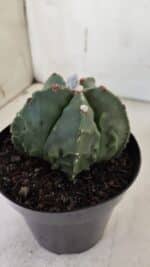 ASTROPHYTUM MYRIOSTIGMA cv FUKURYU Nudum  Nº 602 – vaso 15 - Imagem 7