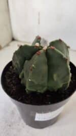 ASTROPHYTUM MYRIOSTIGMA cv FUKURYU Nudum  Nº 602 – vaso 15 - Imagem 6