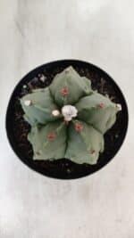 ASTROPHYTUM MYRIOSTIGMA cv FUKURYU Nudum  Nº 602 – vaso 15 - Imagem 3