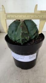 ASTROPHYTUM MYRIOSTIGMA cv FUKURYU Nudum  Nº 602 – vaso 15 - Imagem 4