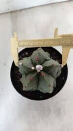ASTROPHYTUM MYRIOSTIGMA cv FUKURYU Nudum  Nº 602 – vaso 15