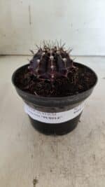 Gymnocalycium Mihanovichii “Purple” Nº 510 – vaso 11 - Imagem 2