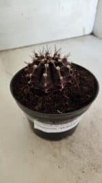 Gymnocalycium Mihanovichii “Purple” Nº 510 – vaso 11 - Imagem 10