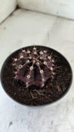 Gymnocalycium Mihanovichii “Purple” Nº 510 – vaso 11 - Imagem 6