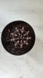 Gymnocalycium Mihanovichii “Purple” Nº 510 – vaso 11 - Imagem 3