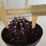Gymnocalycium Mihanovichii “Purple” Nº 510 – vaso 11