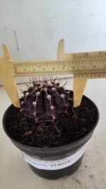 Gymnocalycium Mihanovichii “Purple” Nº 510 – vaso 11