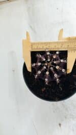 Gymnocalycium Mihanovichii “Purple” Nº 510 – vaso 11 - Imagem 5