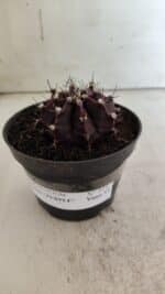 Gymnocalycium Mihanovichii “Purple” Nº 511 – vaso 11 - Imagem 2