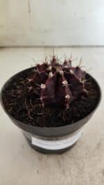 Gymnocalycium Mihanovichii “Purple” Nº 511 – vaso 11 - Imagem 8