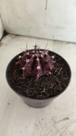 Gymnocalycium Mihanovichii “Purple” Nº 511 – vaso 11 - Imagem 6