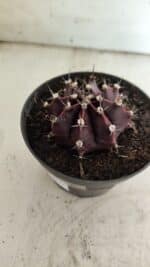 Gymnocalycium Mihanovichii “Purple” Nº 511 – vaso 11 - Imagem 7