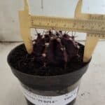 Gymnocalycium Mihanovichii “Purple” Nº 511 – vaso 11