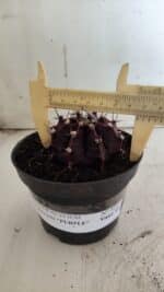 Gymnocalycium Mihanovichii “Purple” Nº 511 – vaso 11