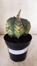 ASTROPHYTUM cv KIKKO "Variegata"  Nº 915 – vaso 15 - Imagem 2