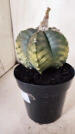 ASTROPHYTUM cv KIKKO "Variegata"  Nº 915 – vaso 15 - Imagem 9