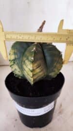 ASTROPHYTUM cv KIKKO "Variegata"  Nº 915 – vaso 15